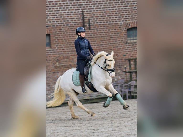 German Riding Pony Gelding 4 years 14,2 hh Palomino in Kempen