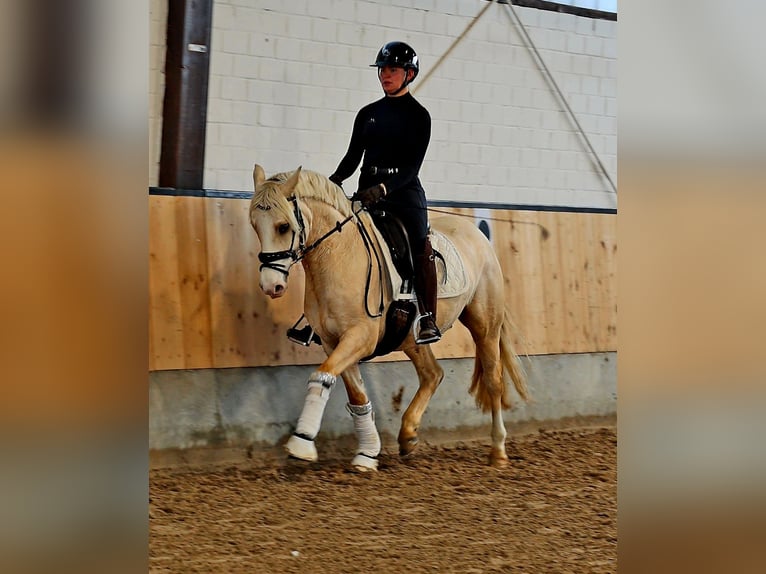 German Riding Pony Gelding 4 years 14,2 hh Palomino in Kempen