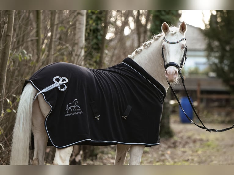 German Riding Pony Gelding 4 years 14,2 hh Perlino in Lünen