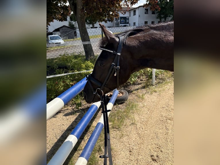 German Riding Pony Gelding 4 years 14,3 hh Black in Homberg (Efze)