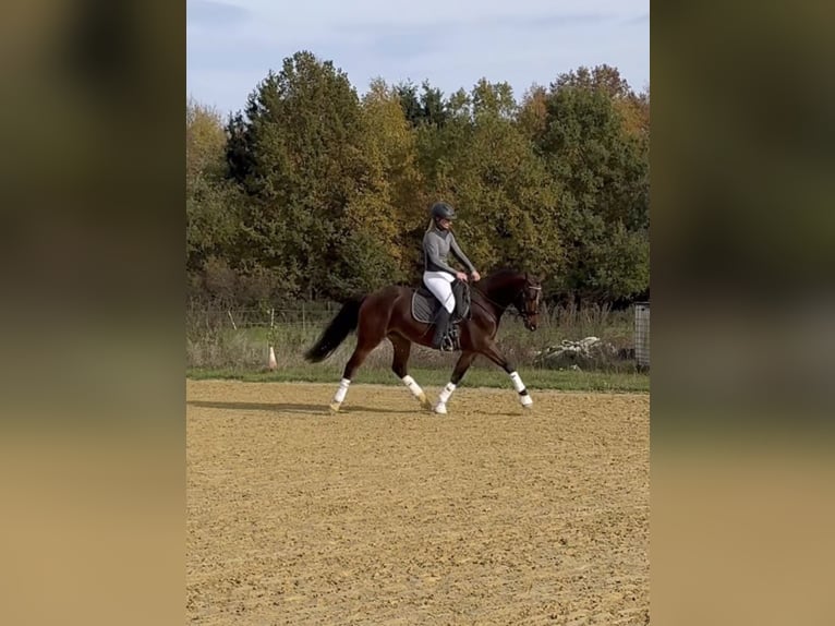 German Riding Pony Gelding 4 years 14,3 hh Brown in Heinzenbach