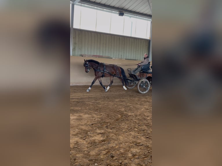 German Riding Pony Gelding 4 years 14,3 hh Brown in Heinzenbach