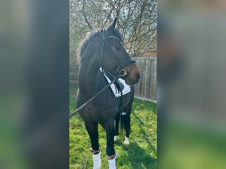 German Riding Pony Gelding 4 years 14,3 hh Brown in Hamm