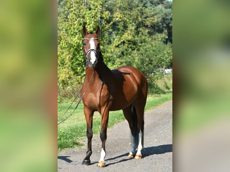German Riding Pony Gelding 4 years 14,3 hh Brown in Kamern