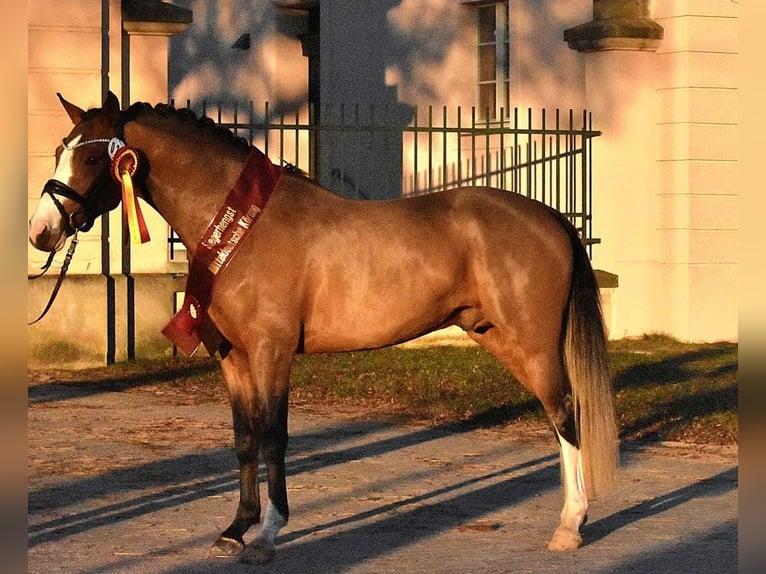 German Riding Pony Gelding 4 years 14,3 hh Brown in Kamern
