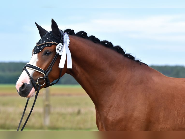 German Riding Pony Gelding 4 years 14,3 hh Brown in Kamern