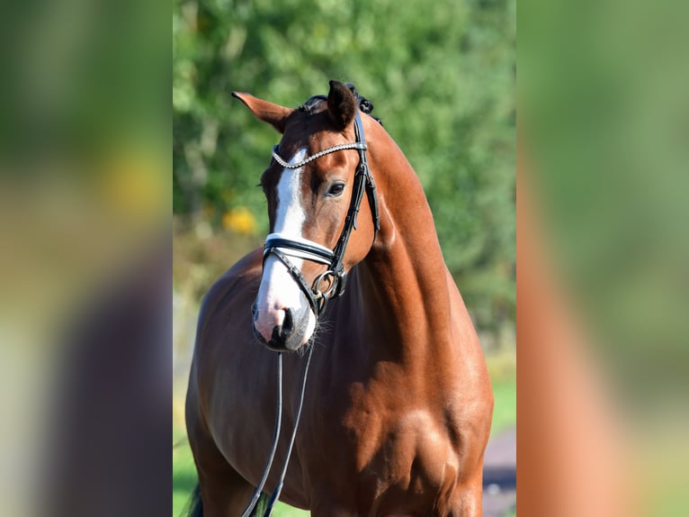 German Riding Pony Gelding 4 years 14,3 hh Brown in Kamern