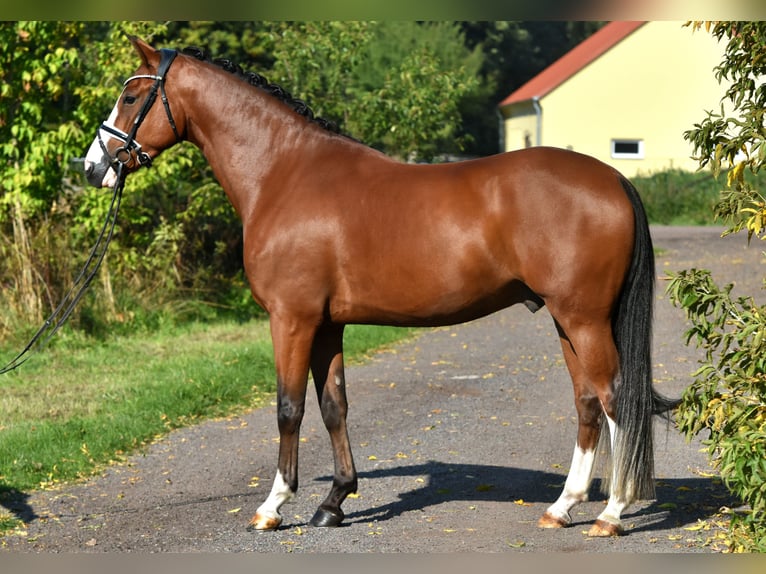 German Riding Pony Gelding 4 years 14,3 hh Brown in Kamern
