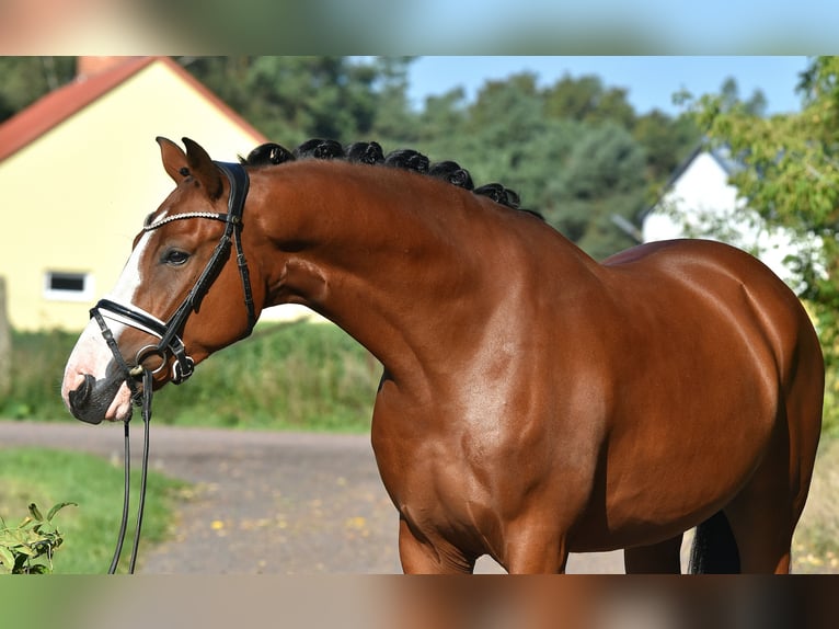 German Riding Pony Gelding 4 years 14,3 hh Brown in Kamern