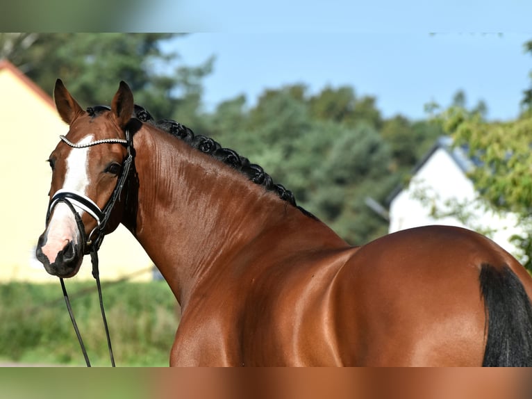 German Riding Pony Gelding 4 years 14,3 hh Brown in Kamern