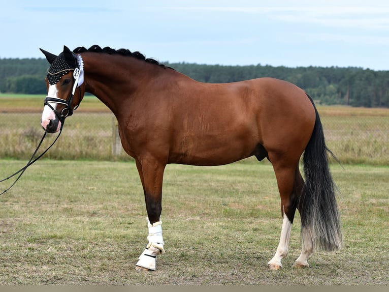 German Riding Pony Gelding 4 years 14,3 hh Brown in Kamern