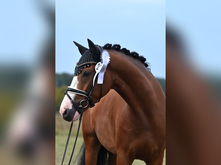 German Riding Pony Gelding 4 years 14,3 hh Brown in Kamern