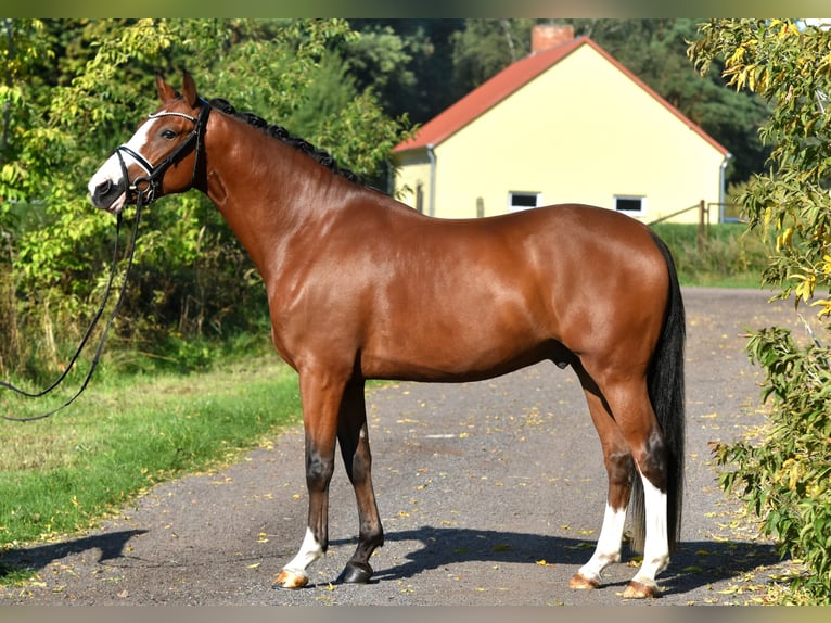 German Riding Pony Gelding 4 years 14,3 hh Brown in Kamern
