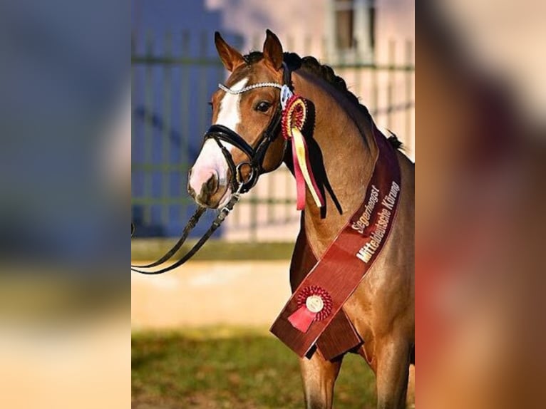 German Riding Pony Gelding 4 years 14,3 hh Brown in Kamern