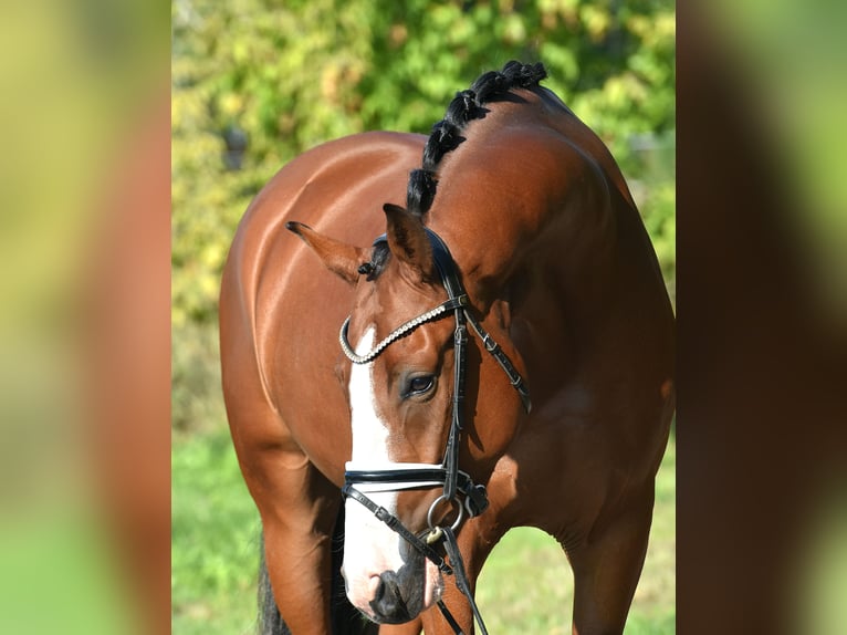 German Riding Pony Gelding 4 years 14,3 hh Brown in Kamern