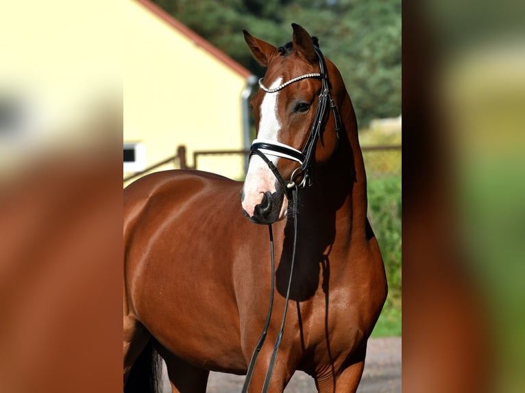 German Riding Pony Gelding 4 years 14,3 hh Brown in Kamern