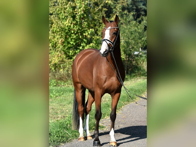 German Riding Pony Gelding 4 years 14,3 hh Brown in Kamern