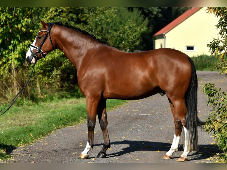 German Riding Pony Gelding 4 years 14,3 hh Brown in Kamern