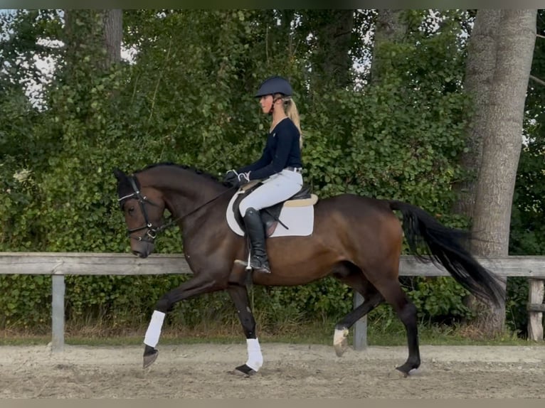 German Riding Pony Gelding 4 years 14,3 hh Brown in S&#xFC;derl&#xFC;gum