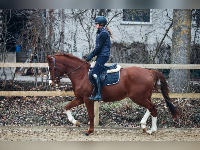 German Riding Pony Gelding 4 years 14,3 hh Chestnut in Borgentreich