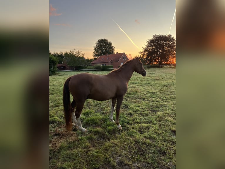 German Riding Pony Gelding 4 years 14,3 hh Chestnut-Red in Gro&#xDF;heide