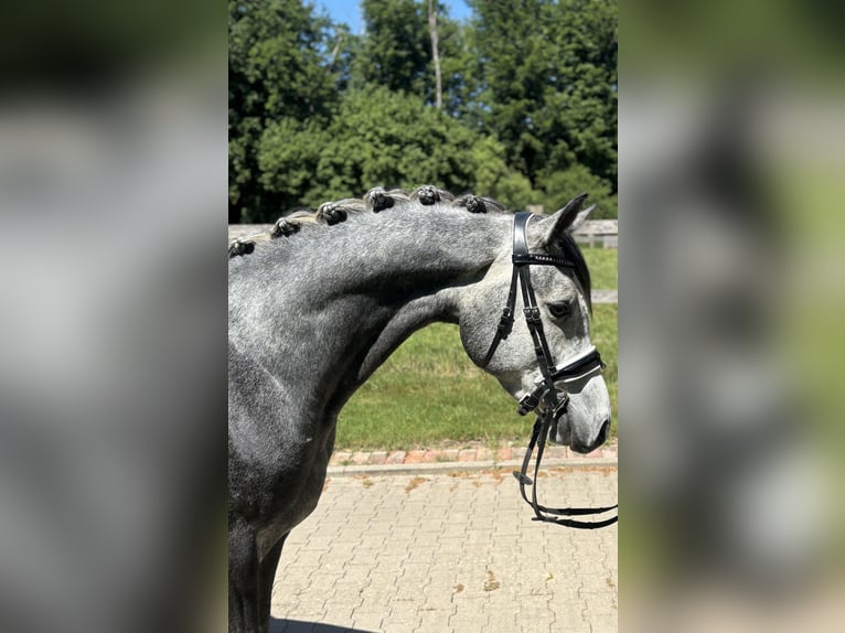 German Riding Pony Gelding 4 years 14,3 hh Gray in Kirchlengern