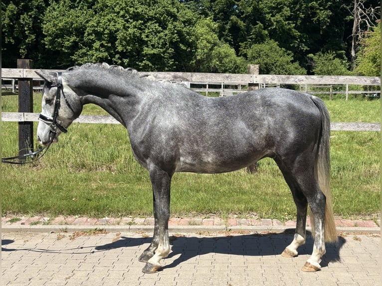 German Riding Pony Gelding 4 years 14,3 hh Gray in Kirchlengern