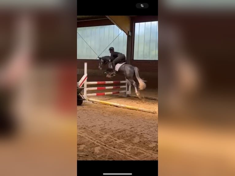 German Riding Pony Gelding 4 years 14,3 hh Gray in Kirchlengern