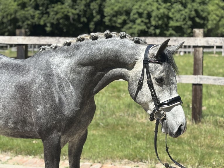 German Riding Pony Gelding 4 years 14,3 hh Gray in Kirchlengern