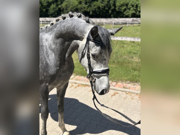 German Riding Pony Gelding 4 years 14,3 hh Gray in Kirchlengern