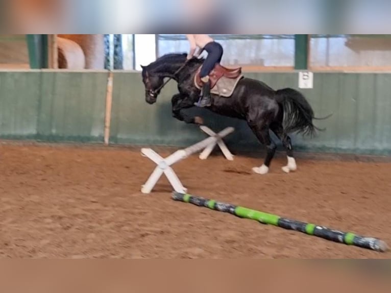 German Riding Pony Gelding 4 years 15,1 hh Black in Salzgitter