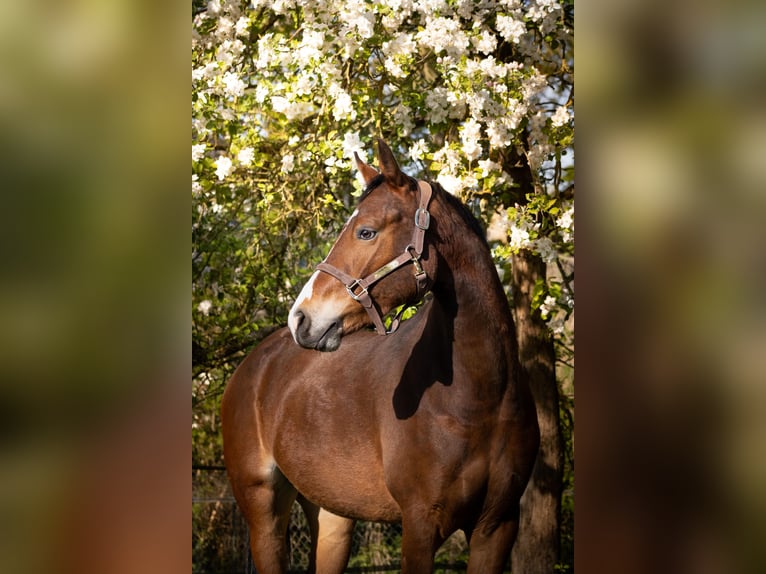 German Riding Pony Gelding 4 years 15.1 hh Brown in Gelchsheim 97255