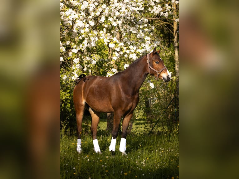 German Riding Pony Gelding 4 years 15.1 hh Brown in Gelchsheim 97255
