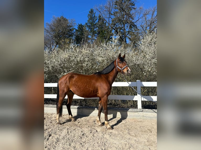 German Riding Pony Gelding 4 years 15.1 hh Brown in Waldenbuch