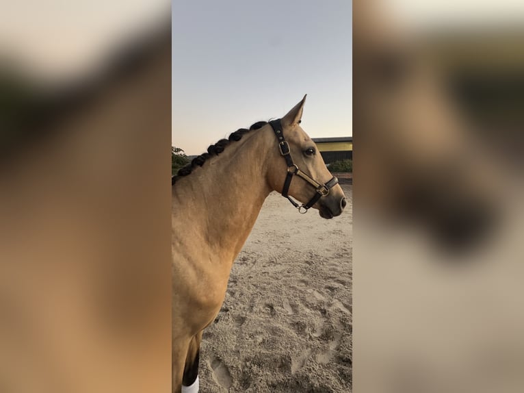 German Riding Pony Gelding 4 years 15.1 hh Buckskin in Lichtenfels