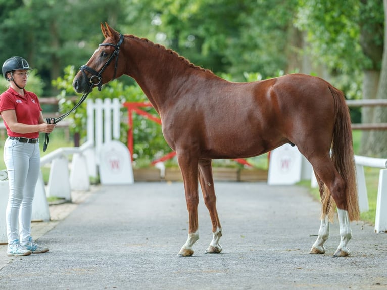 German Riding Pony Gelding 4 years 15,1 hh Chestnut-Red in Münster