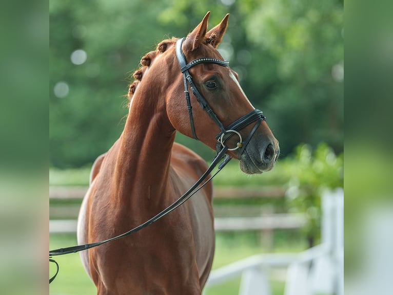 German Riding Pony Gelding 4 years 15,1 hh Chestnut-Red in Münster