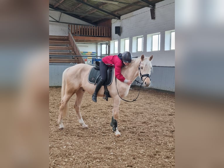 German Riding Pony Gelding 4 years 15,1 hh Palomino in Neuenkirchen-Vörden