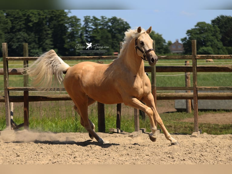 German Riding Pony Gelding 4 years 15,1 hh Palomino in Neuenkirchen-Vörden