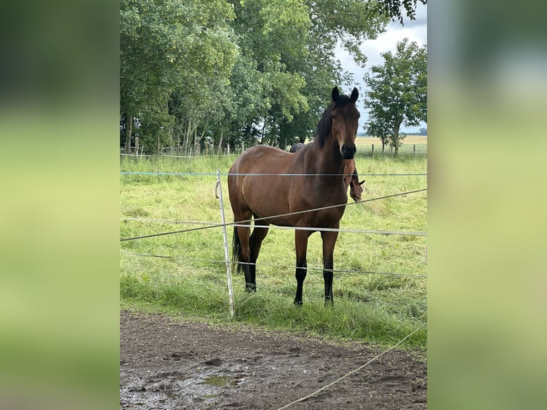 German Riding Pony Mix Gelding 4 years 15,3 hh Brown in Güstrow