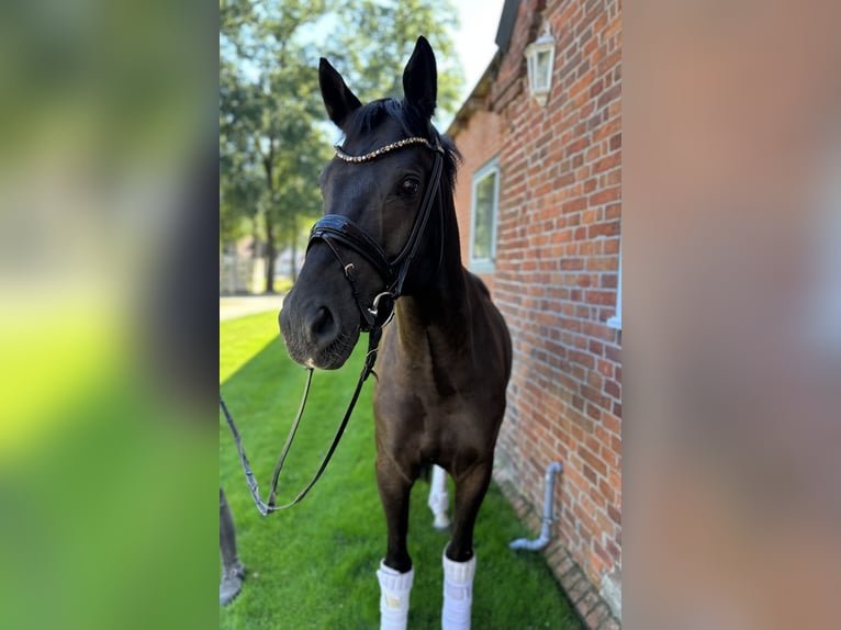 German Riding Pony Gelding 4 years 15 hh Black in Lilienthal