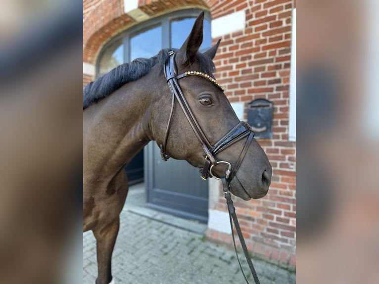 German Riding Pony Gelding 4 years 15 hh Black in Lilienthal