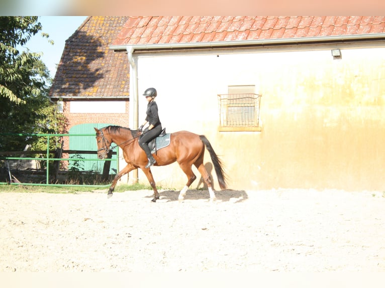 German Riding Pony Gelding 4 years 15 hh Brown in Blender