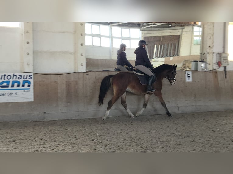 German Riding Pony Gelding 4 years 15 hh Brown in Bülstringen