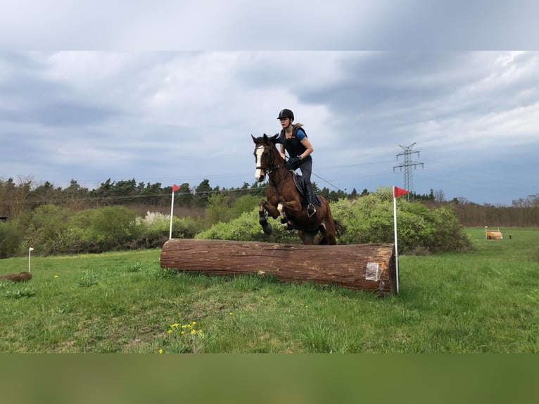 German Riding Pony Gelding 4 years 15 hh Brown in Bülstringen