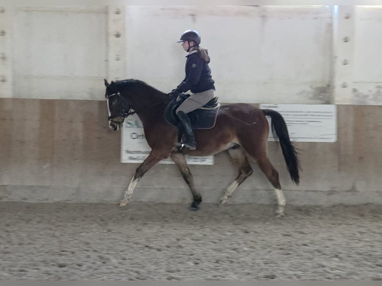 German Riding Pony Gelding 4 years 15 hh Brown in Bülstringen