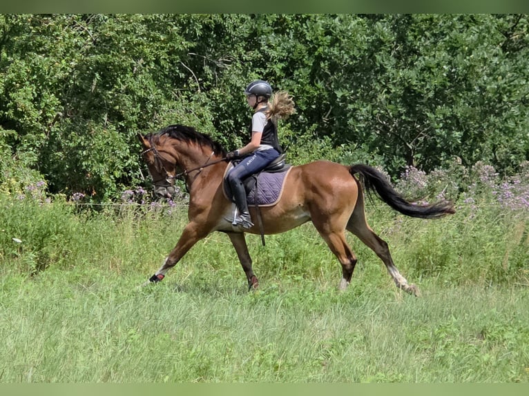 German Riding Pony Gelding 4 years 15 hh Brown in Bülstringen