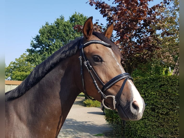 German Riding Pony Gelding 4 years 15 hh Brown in Hamburg