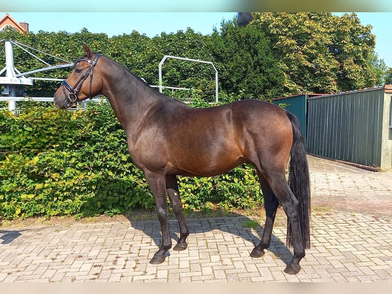 German Riding Pony Gelding 4 years 15 hh Brown in Hamburg