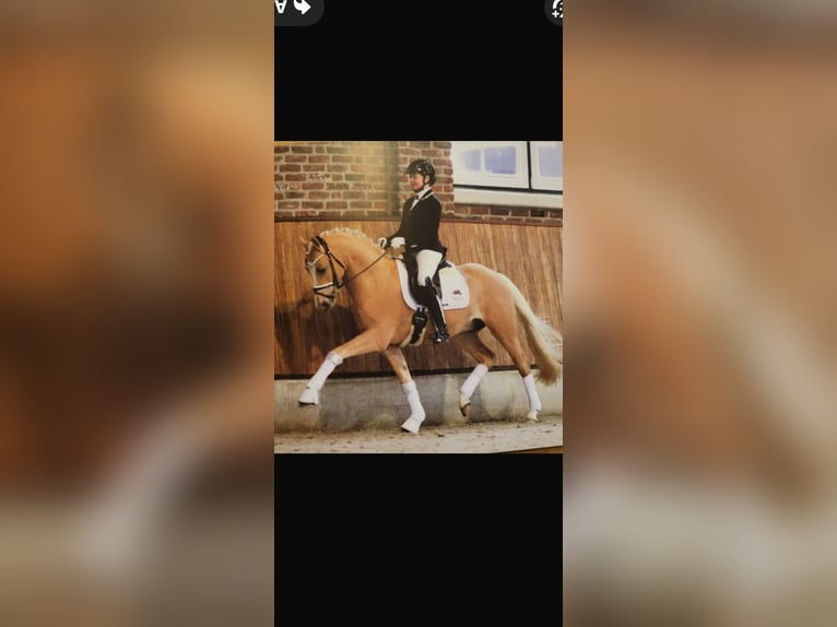 German Riding Pony Gelding 4 years 15 hh Brown in Gelchsheim 97255